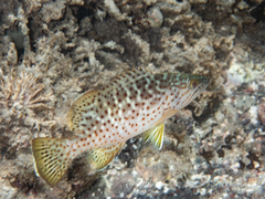 Leopard Grouper