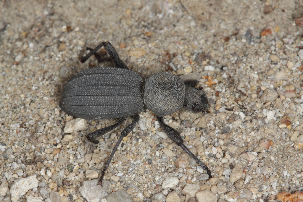 Scaurus rugulosus