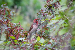 Carpodacus erythrinus
