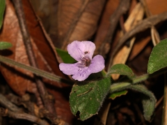 Dyschoriste poliodes