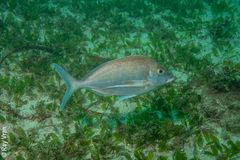 Nemadactylus douglasii