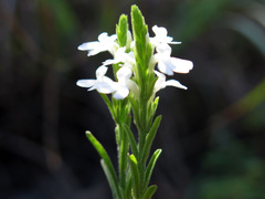 Striga curviflora