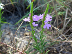 Striga curviflora