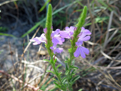 Striga curviflora