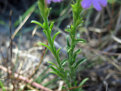 Striga curviflora