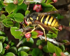 Dolichovespula sylvestris