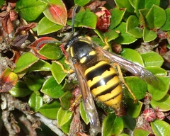 Dolichovespula sylvestris