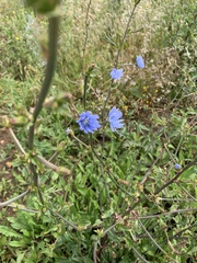 Cichorium intybus