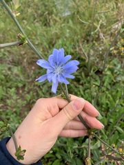 Cichorium intybus