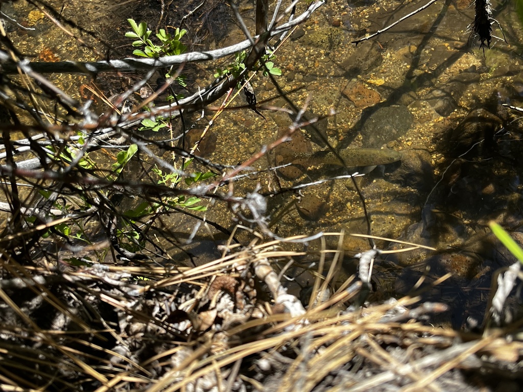 Great Basin Cutthroat Trout