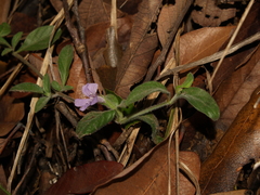 Dyschoriste poliodes