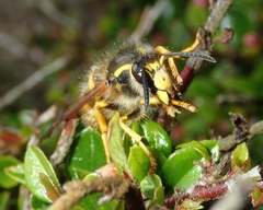 Dolichovespula sylvestris
