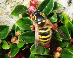 Dolichovespula sylvestris