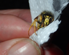 Dolichovespula sylvestris