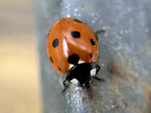 Seven-spotted Lady Beetle photographed in Rhode Island