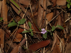 Dyschoriste poliodes