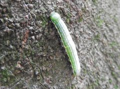 Norracoides basinotata