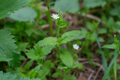 Stellaria bungeana