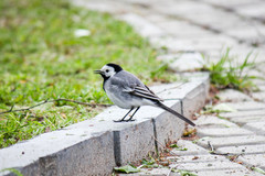 Motacilla alba
