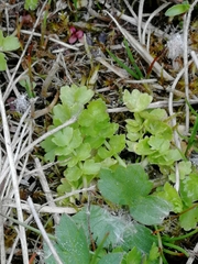Helosciadium repens