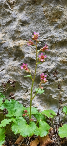 Image of Telesonix heucheriformis by (c) Ben Meredyk, some rights reserved (CC BY)