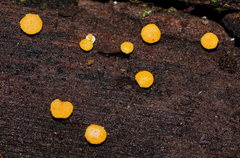 Hypocreaceae