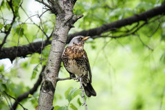 Turdus pilaris