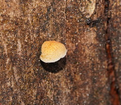 Crepidotus eucalyptorum