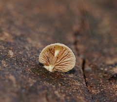 Crepidotus eucalyptorum