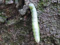 Norracoides basinotata