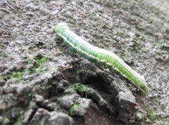 Norracoides basinotata