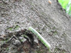 Norracoides basinotata