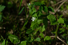 Stellaria bungeana