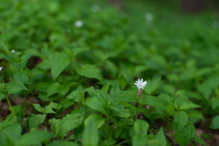 Stellaria bungeana