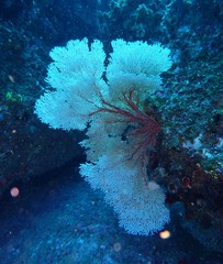 Melithaea