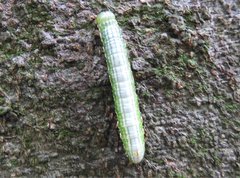 Norracoides basinotata