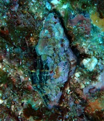 Latirus