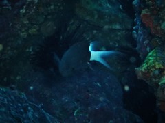 Pycnochromis margaritifer