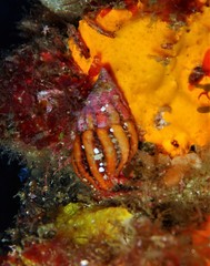 Peristernia reincarnata