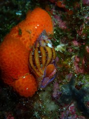 Peristernia reincarnata