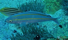 Pterocaesio digramma