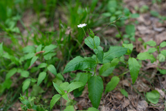 Stellaria bungeana