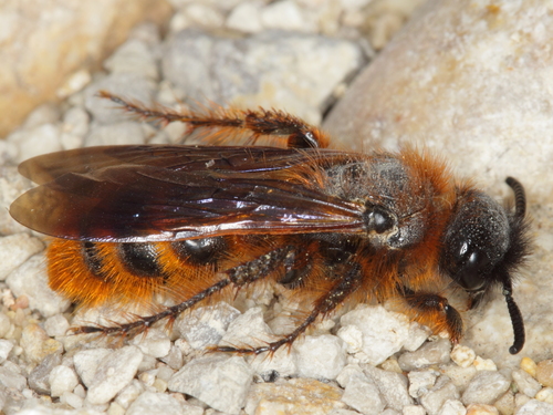 Dasyscolia ciliata photo 3