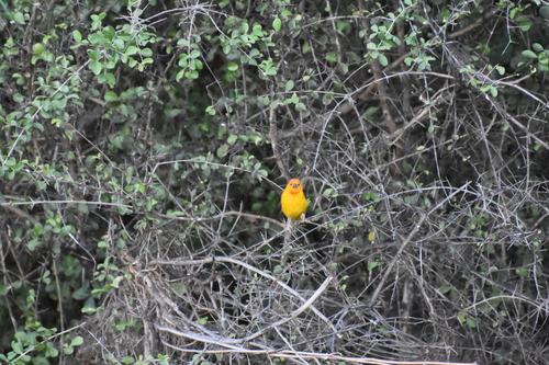 Golden Palm Weaver (Ploceus bojeri), photo 4