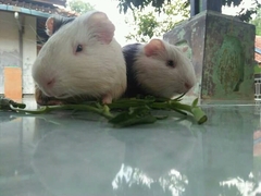 Cavia