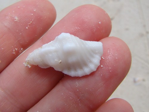 Monoplex mundus