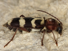 Chlorophorus trifasciatus