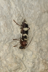 Chlorophorus trifasciatus