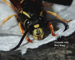 Dolichovespula sylvestris