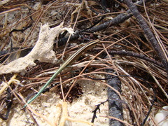 Emoia cyanura
